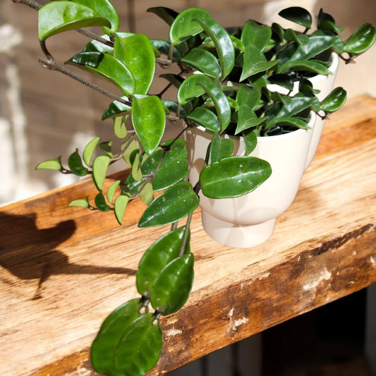 Hoya carnosa Green 14cm