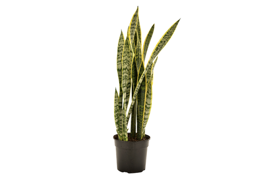 Sansevieria Laurentii 19cm