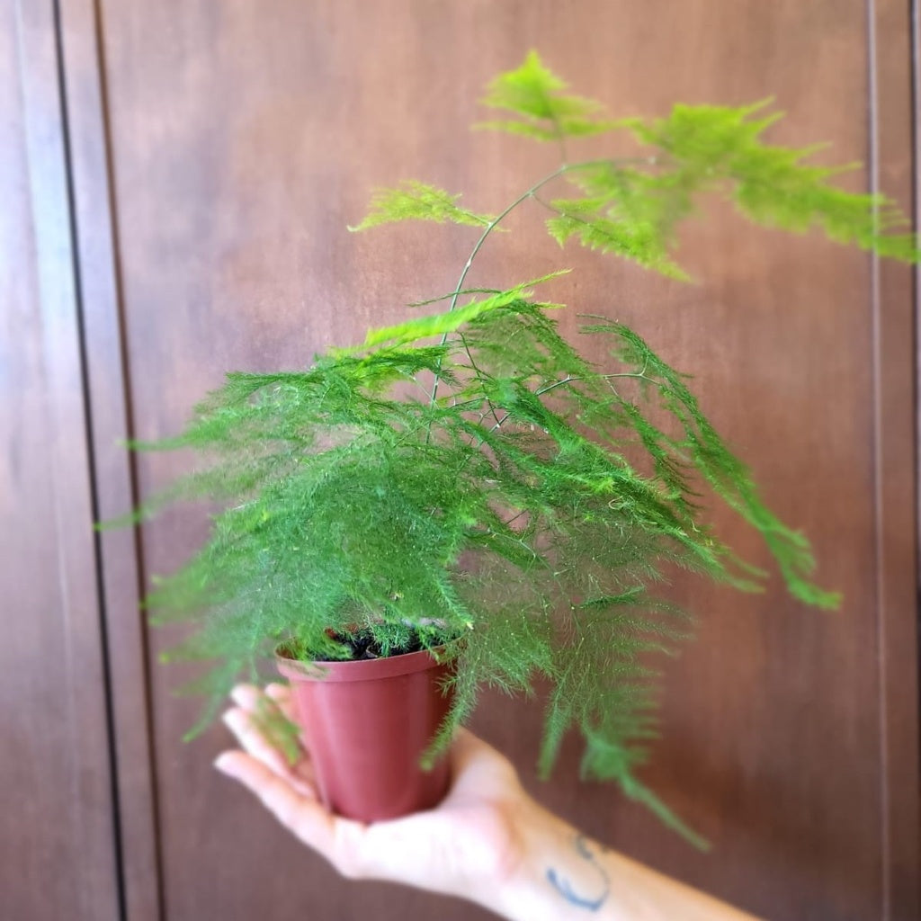Asparagus plumosus 12cm AF