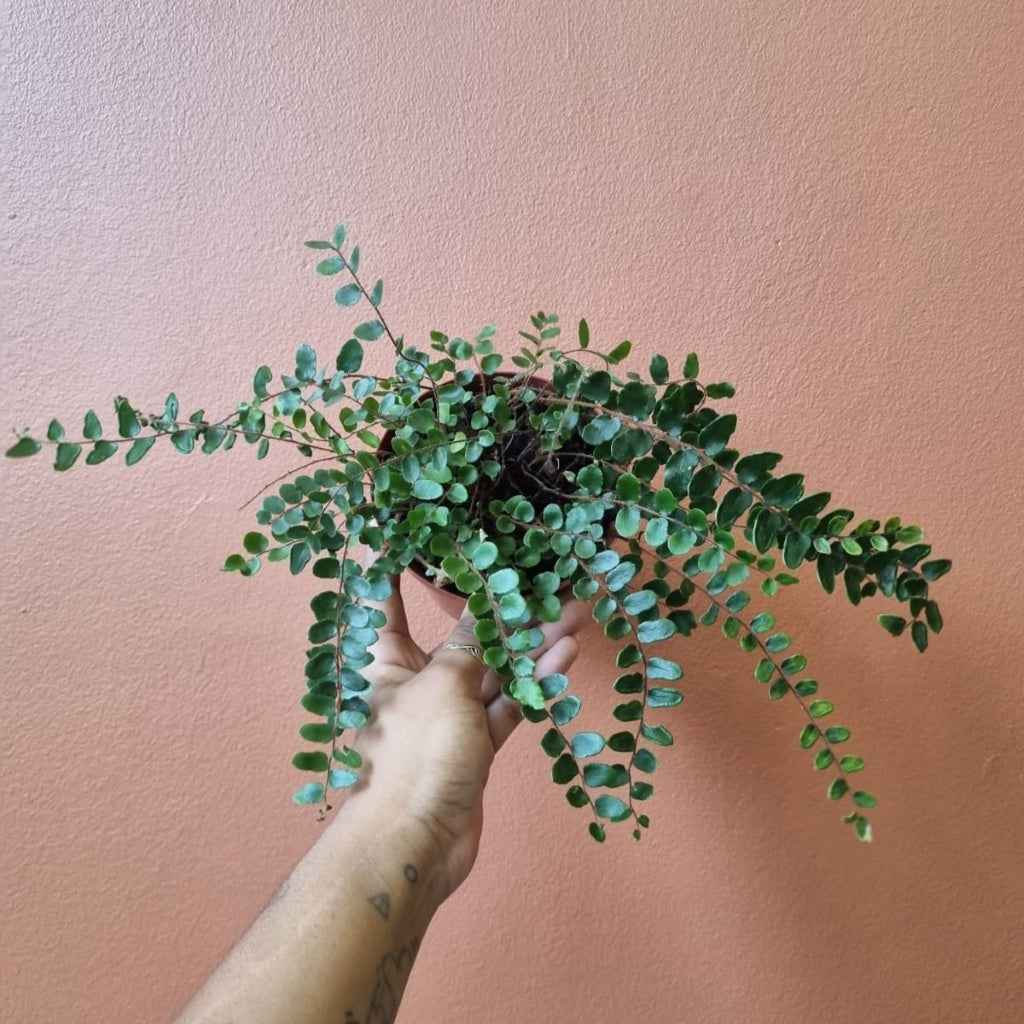 Pellaea rotundifolia 12cm
