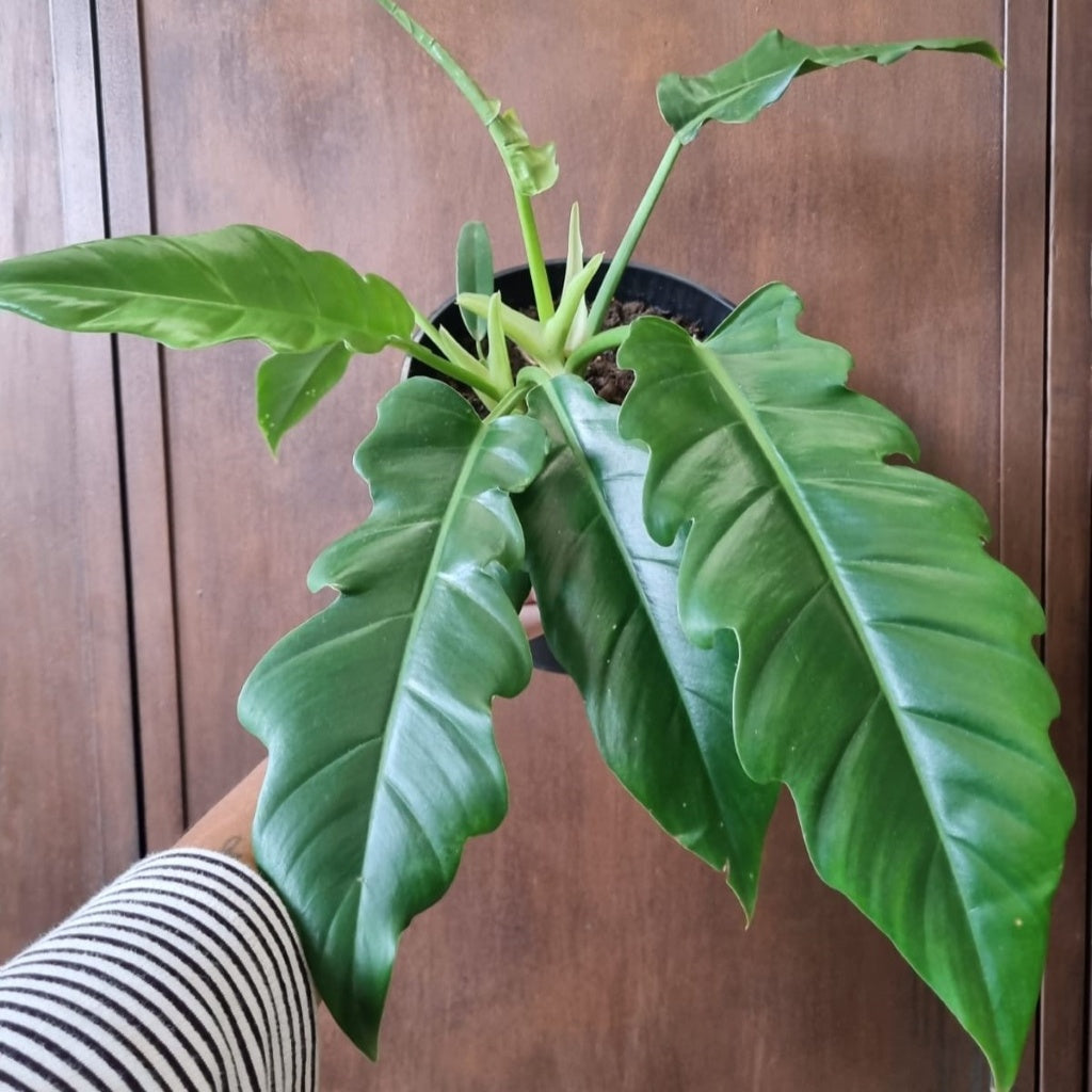 Philodendron Narrow 19cm