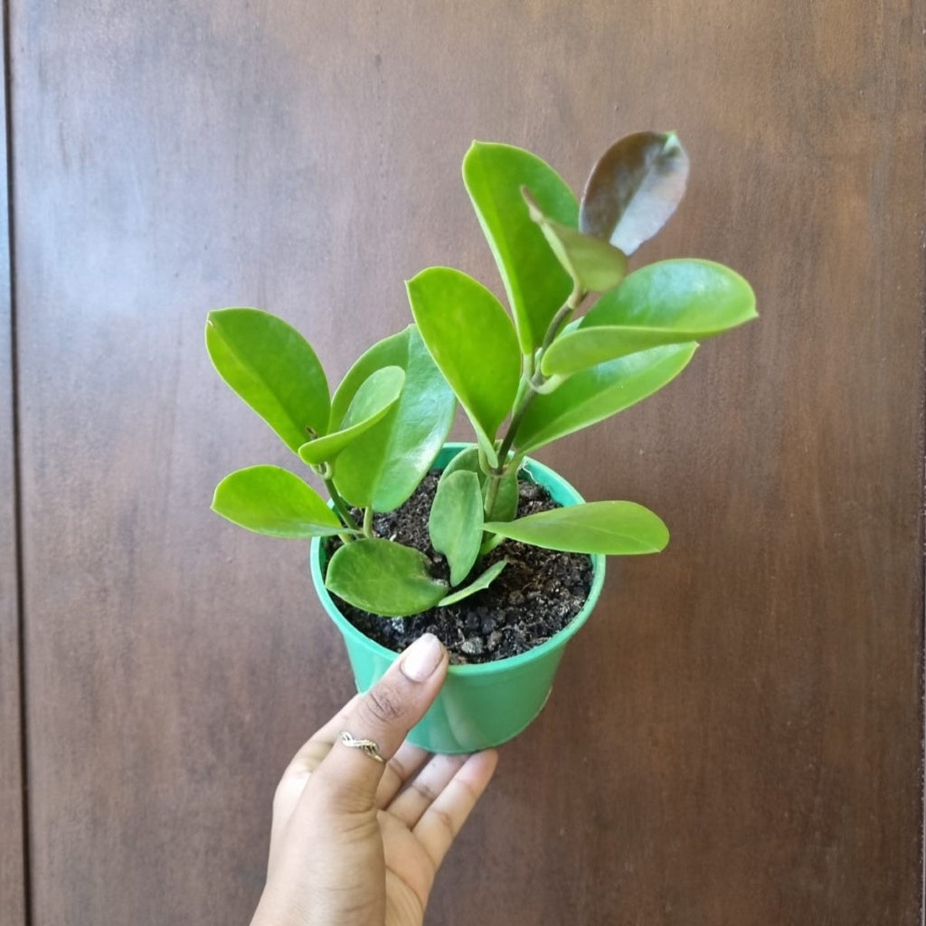 Hoya australis 12cm