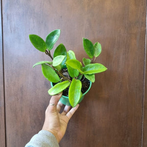Hoya carnosa Krimson 12cm
