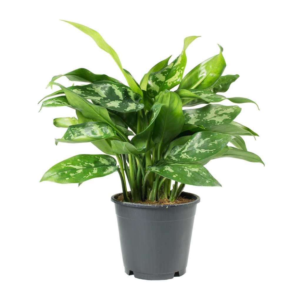 Aglaonema commutatum 'Maria' 15cm