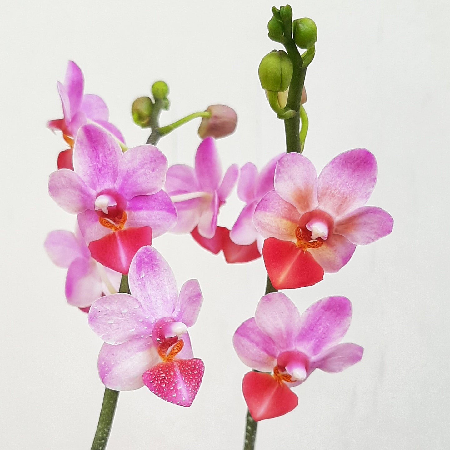 Phalaenopsis - Moth Orchid Cascade 12cm