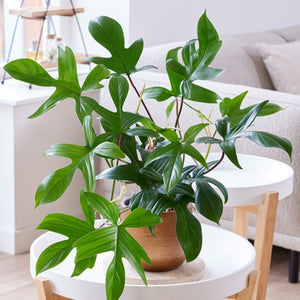 Philodendron pedatum Florida Green  14cm