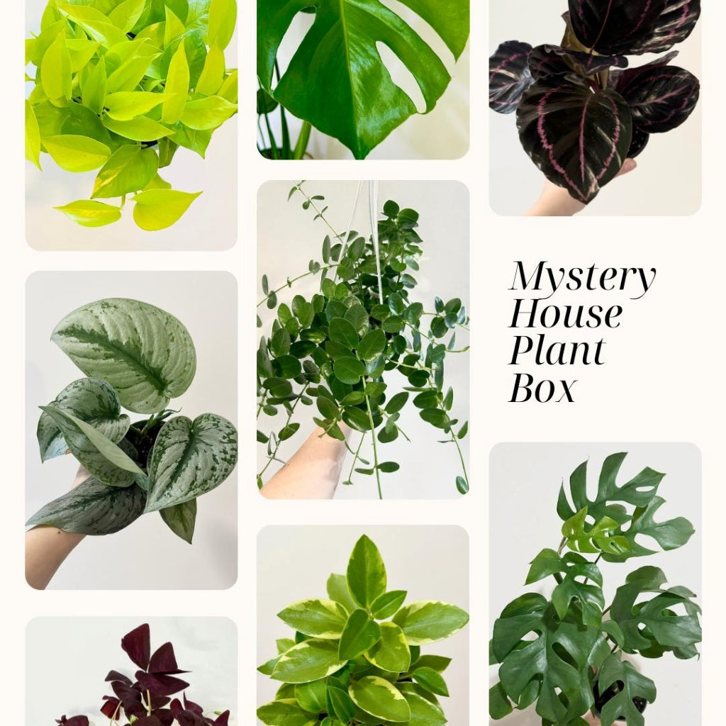 Houseplant Mystery Bundle