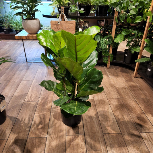 Ficus Lyrata - Fiddle Leaf Fig 23cm 3pp