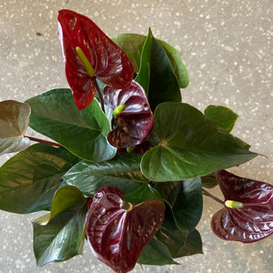 Anthurium 14cm