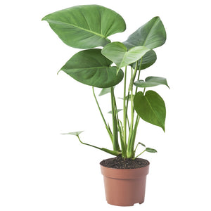 Monstera Deliciosa  Airely 15cm
