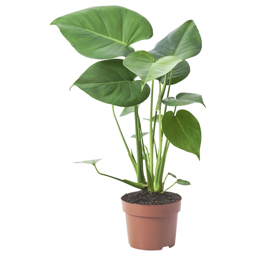 Monstera Deliciosa  Airely 15cm