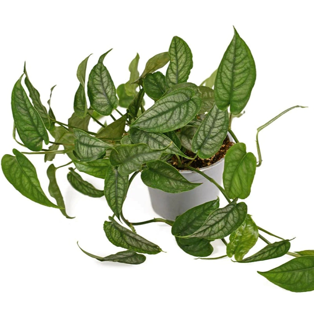 Monstera siltepecana SAM 14cm