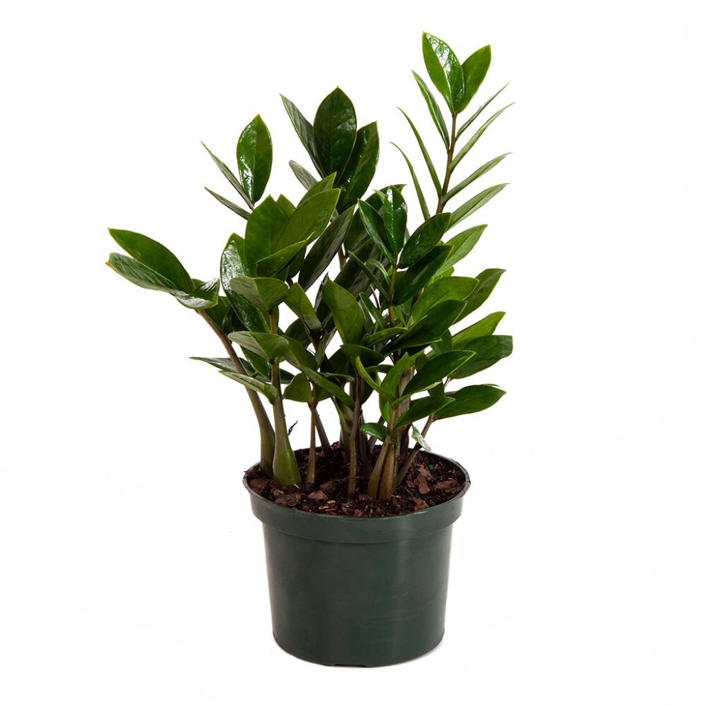 Zamioculcas zamiifolia - ZZ Plant