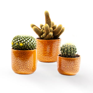 Handmade Ceramic Pot Cactus