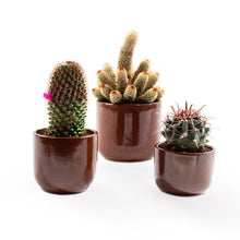 Load image into Gallery viewer, Handmade Ceramic Pot Cactus
