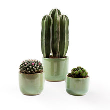 Load image into Gallery viewer, Handmade Ceramic Pot Cactus
