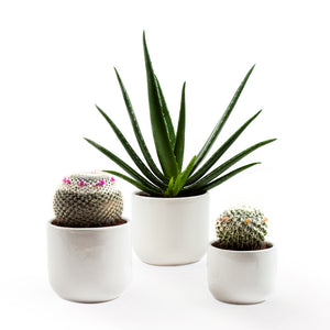 Handmade Ceramic Pot Cactus