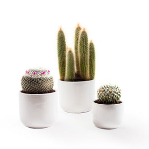 Handmade Ceramic Pot Cactus