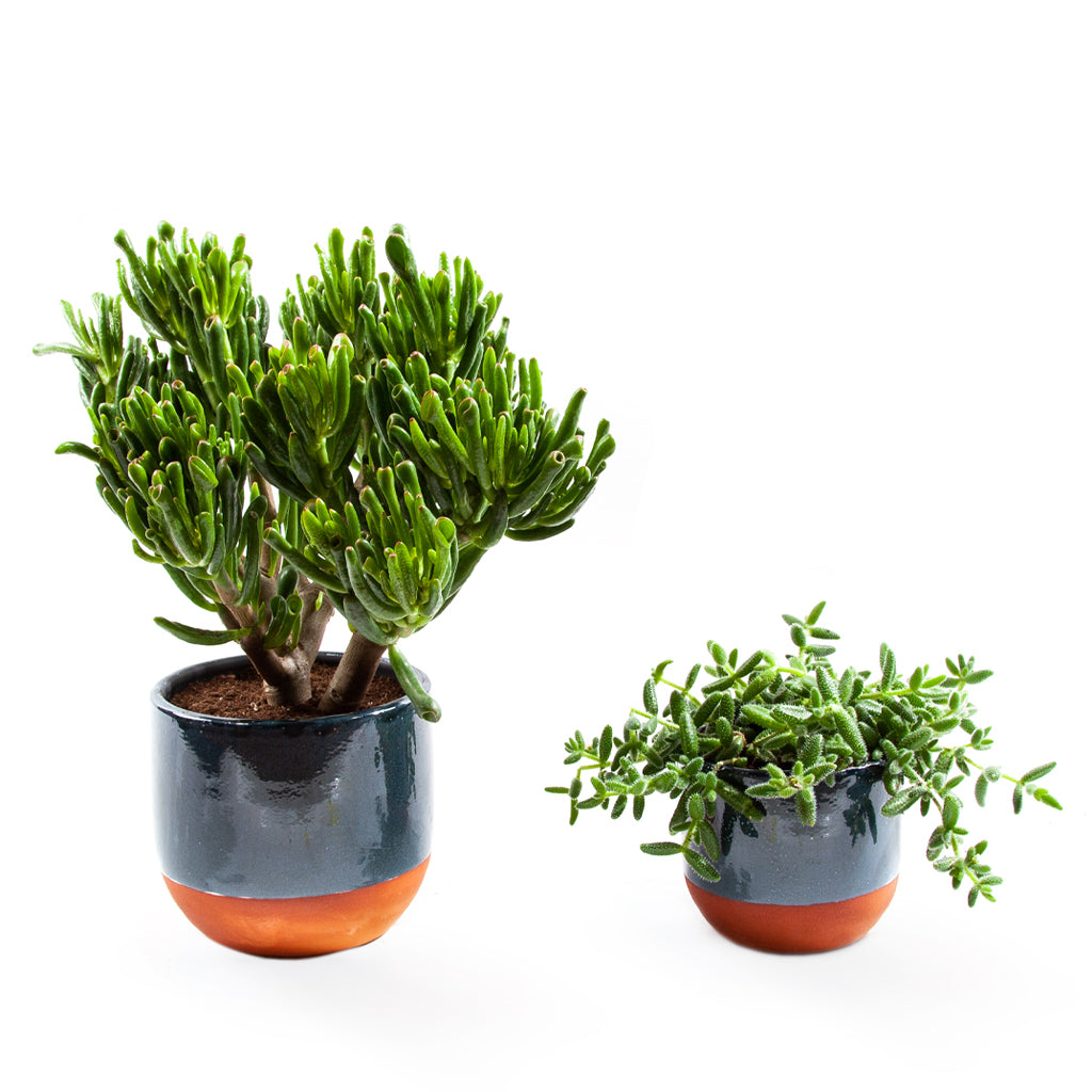 Handmade Ceramic Pot Dipped Terracotta