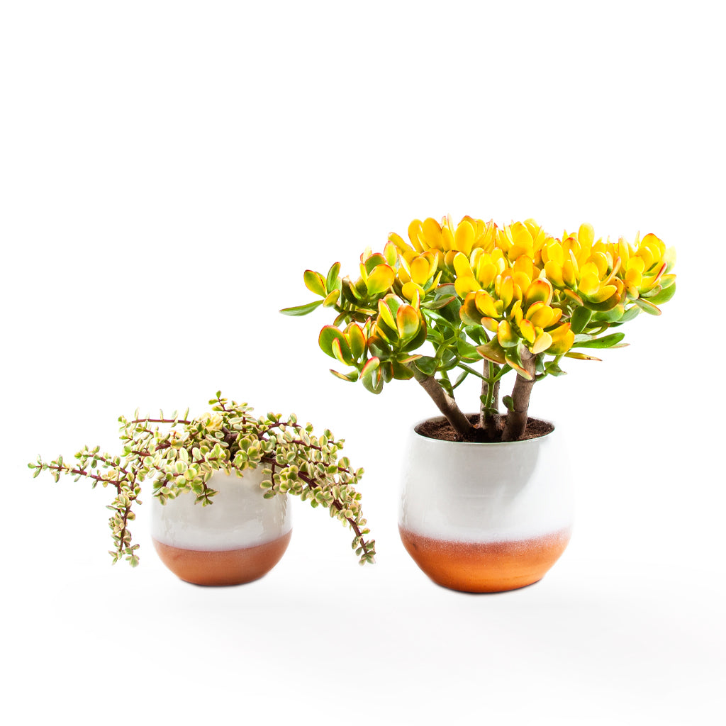 Handmade Ceramic Pot Dipped Terracotta