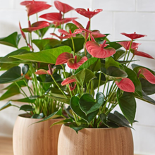 Load image into Gallery viewer, Anthurium 14cm
