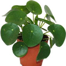 Load image into Gallery viewer, Pilea peperomioides: Chinese money plant
