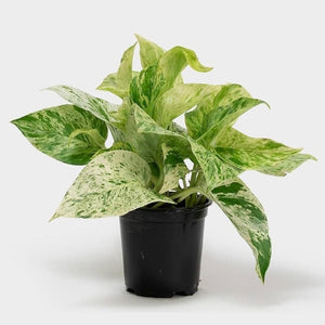 Scindapsus Marble Queen 15cm