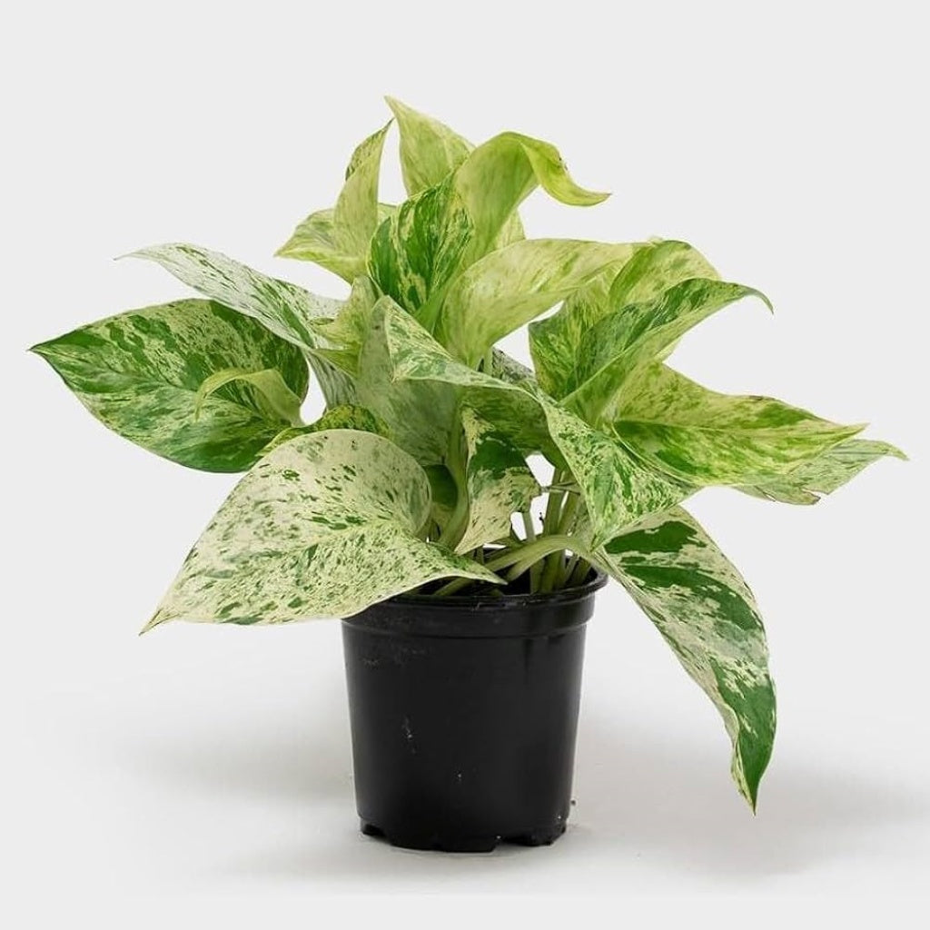 Scindapsus Marble Queen 14cm