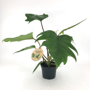 Philodendron Mayoi 12cm