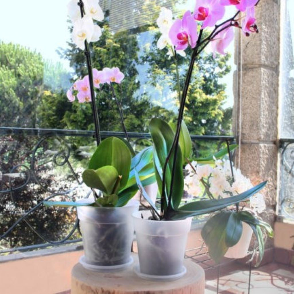 Artevasi Madagascar Orchid Grow Pot