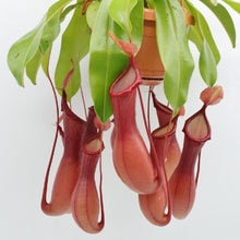 Load image into Gallery viewer, Nepenthes  &#39;Monkey Jars&#39; Hanging Basket
