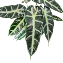 Load image into Gallery viewer, Alocasia Amazonica Bambino Arrow - Jewel Alocasia  14cm
