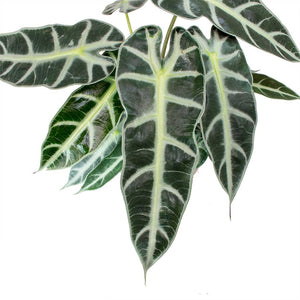 Alocasia Amazonica Bambino Arrow - Jewel Alocasia  14cm