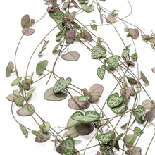 Load image into Gallery viewer, Ceropegia: String of Hearts
