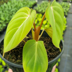 Philodendron Gloriosum small 14cm