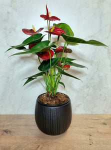 Combo Handmade Mira Pot Black  & Anthurium Red