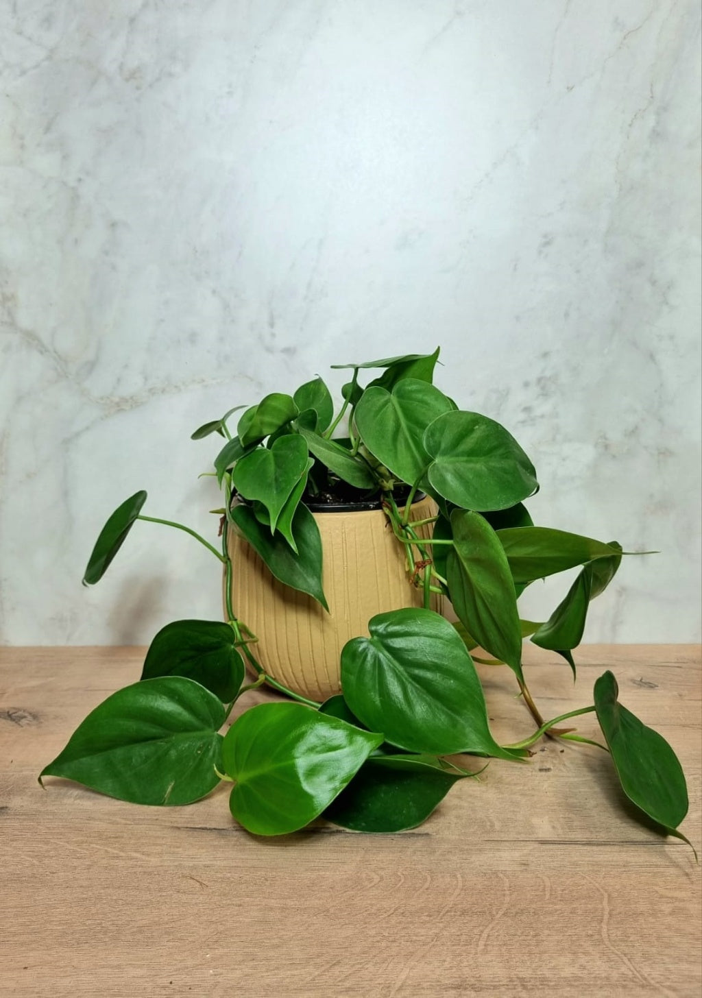 Combo Handmade Mira Pot Beige  & Heart-leaf Philodendron