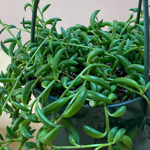 String of Fishhooks (Senecio radicans)