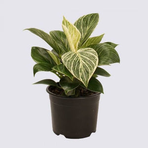 Philodendron 'Birkin' Fuse 14cm