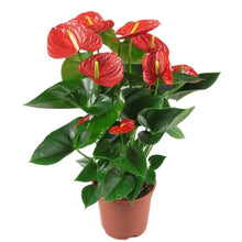 Load image into Gallery viewer, Anthurium 14cm
