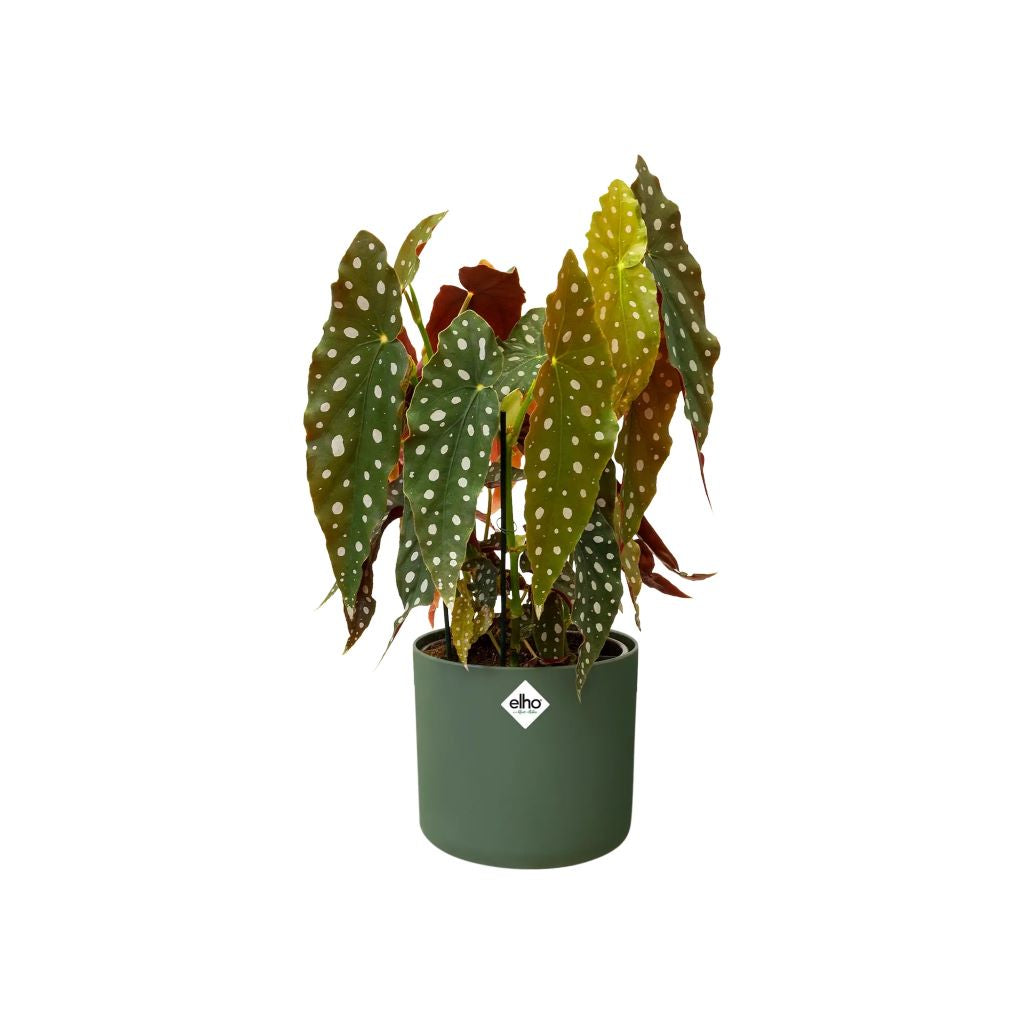 elho b. for Soft Round Pot