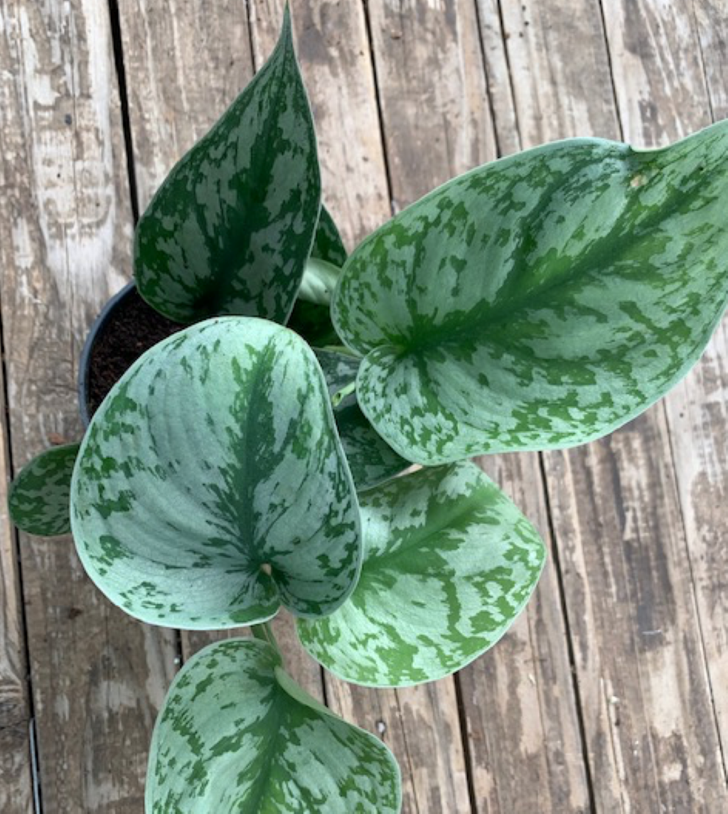 Scindapsus pictus 15cm - Silk Pothos