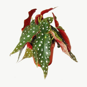 Begonia maculata - Polka Dot Begonia