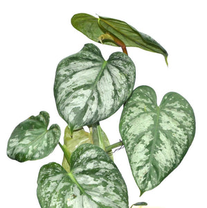 Philodendron brandtianum - Silver Leaf Philodendron 17cm