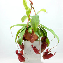 Load image into Gallery viewer, Nepenthes  &#39;Monkey Jars&#39; Hanging Basket
