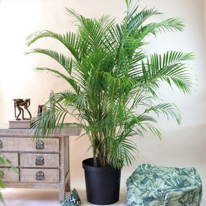 Areca, Bamboo Palm