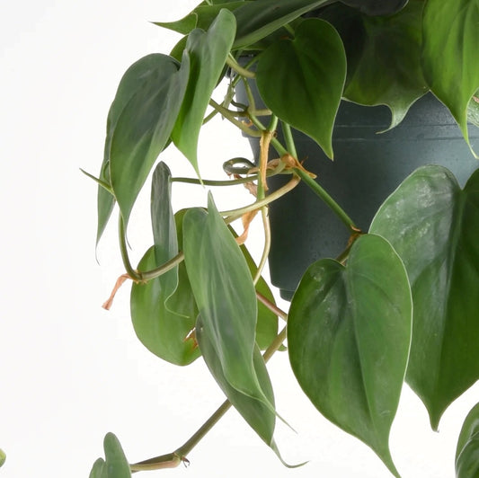 Philodendron Scandens - Heartleaf philodendron 14cm