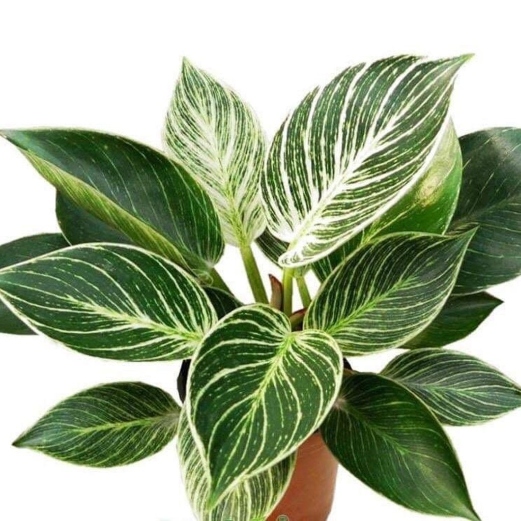 Philodendron 'Birkin' Fuse 14cm – Folha Shop