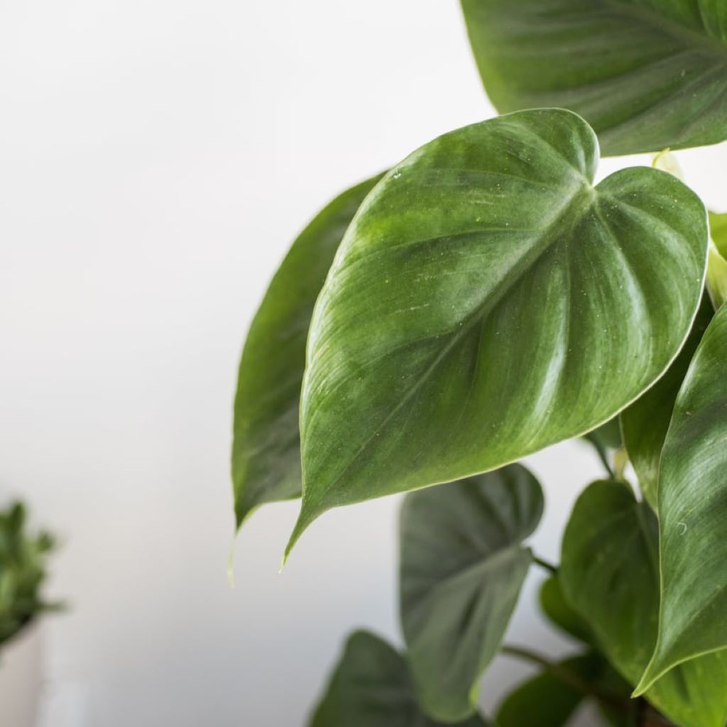 Philodendron Scandens - Heartleaf philodendron HB 16cm