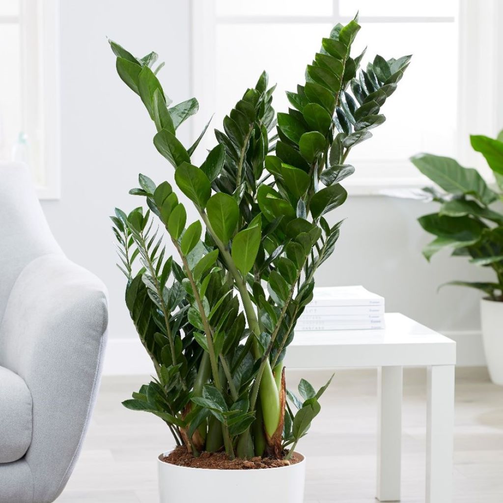 Zamioculcas zamiifolia - ZZ Plant